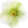 ☘️ Эмодзи «Bluminary» для Telegram