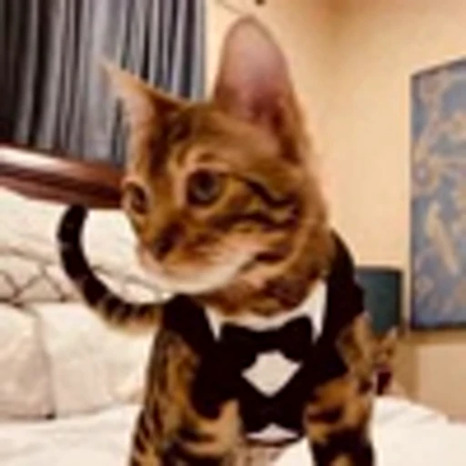 🤩 Эмодзи «Бенгальские котики» для Telegram