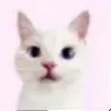 🐈 Эмодзи «🐈 love pink - розовые милашные стики» для Telegram