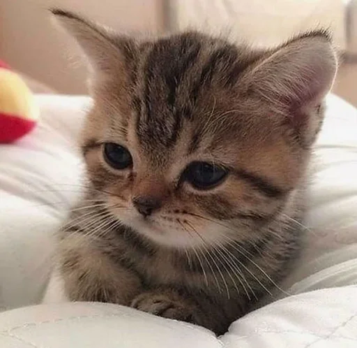 🥺 Стикер «BermanMafia» для Telegram