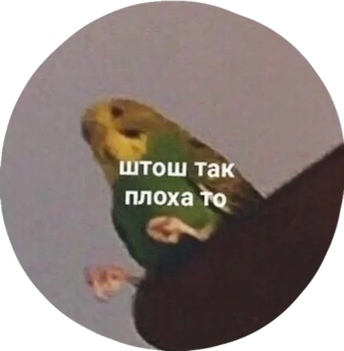 😏 Стикер «Бесишь меня» для Telegram