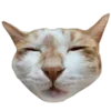 🐱 Эмодзи «Бежевый Vibe 20» для Telegram
