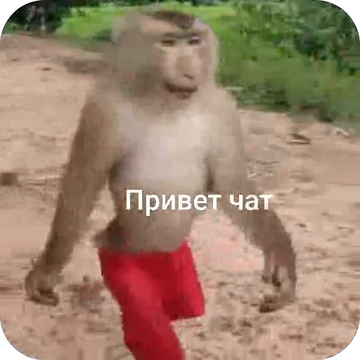 Стикерпак БибиНевс для Telegram — скачать