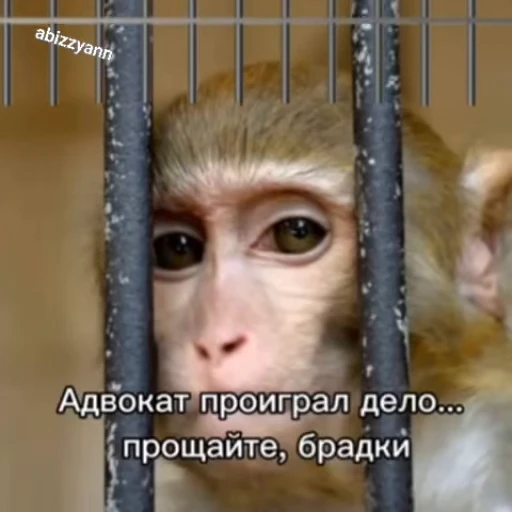 🌟 Стикер «Бибизянки» для Telegram