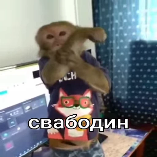 🤬 Стикер «Бибизянки» для Telegram