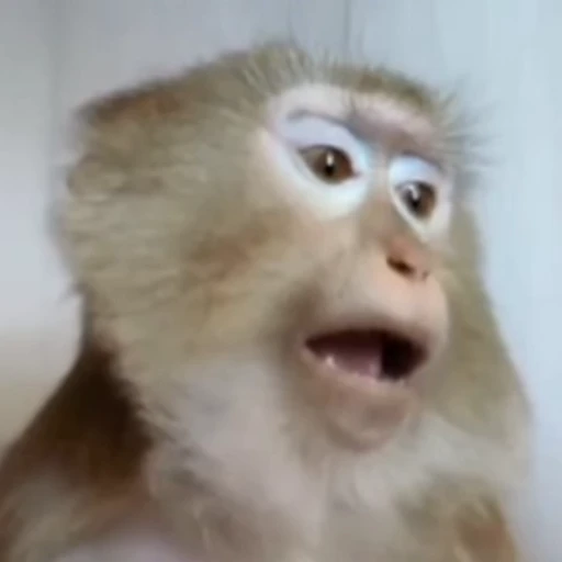 🐵 Стикер «bibizi» для Telegram