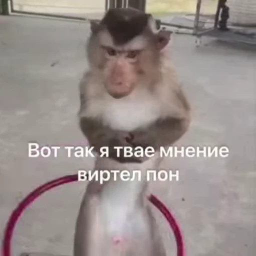 🌟 Стикер «bibizi» для Telegram