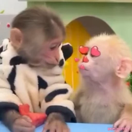 🐵 Стикер «bibizi» для Telegram