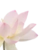 🌸 Эмодзи «красота в объеме» для Telegram