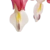 🌺 Эмодзи «красота в объеме» для Telegram