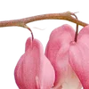 🌺 Эмодзи «красота в объеме» для Telegram