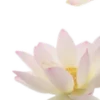 🌸 Эмодзи «красота в объеме» для Telegram