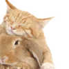 🐱 Эмодзи «красота в объеме» для Telegram