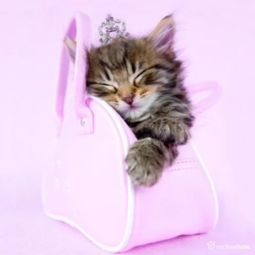 💝 Стикер «BIMBO ANIMALS» для Telegram