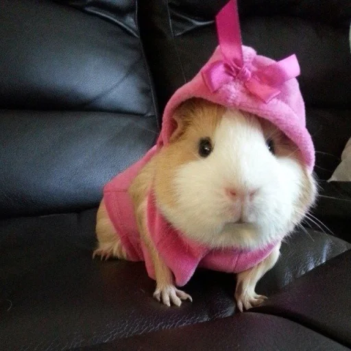 💝 Стикер «BIMBO ANIMALS» для Telegram