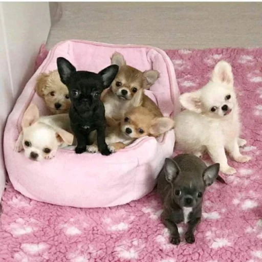 💝 Стикер «BIMBO ANIMALS» для Telegram