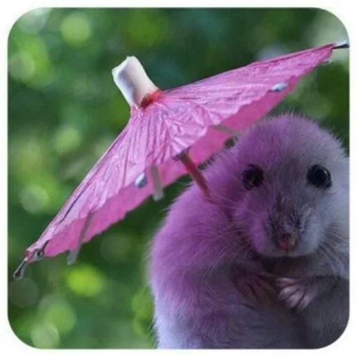 💝 Стикер «BIMBO ANIMALS» для Telegram