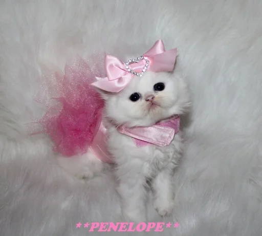 💝 Стикер «BIMBO ANIMALS» для Telegram