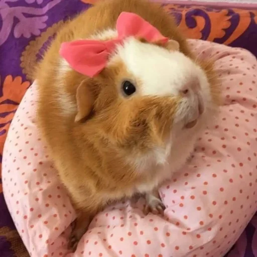 💝 Стикер «BIMBO ANIMALS» для Telegram