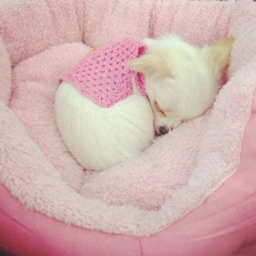 💝 Стикер «BIMBO ANIMALS» для Telegram