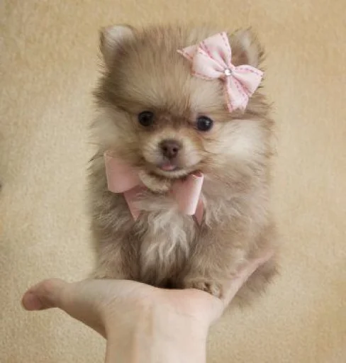 💝 Стикер «BIMBO ANIMALS» для Telegram