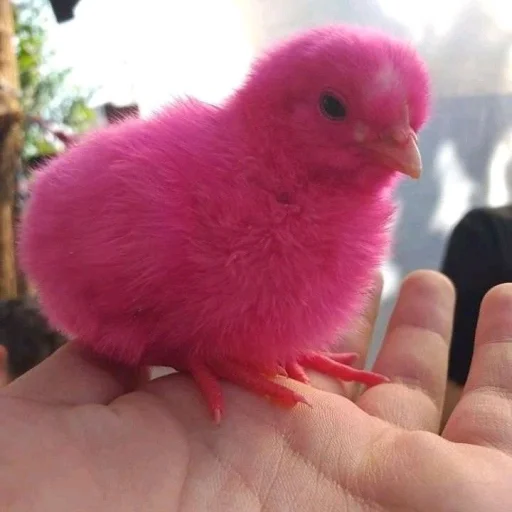 💝 Стикер «BIMBO ANIMALS» для Telegram