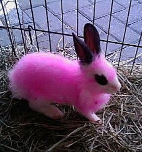💝 Стикер «BIMBO ANIMALS» для Telegram