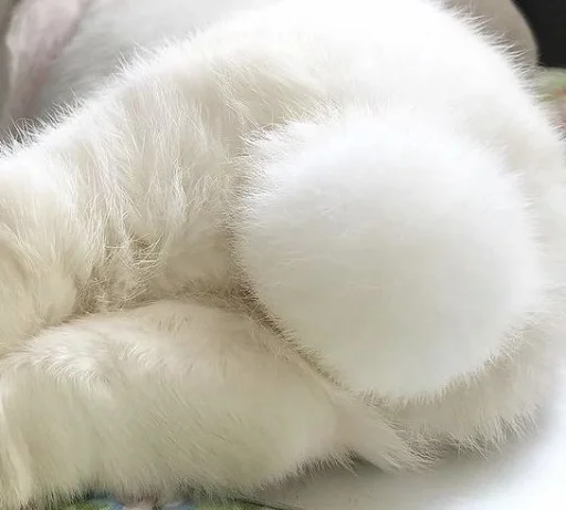 💝 Стикер «BIMBO ANIMALS» для Telegram