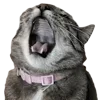 🐈‍⬛ Эмодзи «Bimbo Renaissance» для Telegram