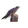 😌 Эмодзи «Birds» для Telegram