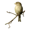 🐦 Эмодзи «Birds» для Telegram