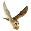 🤩 Эмодзи «Birds» для Telegram