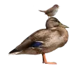 🙃 Эмодзи «Birds» для Telegram