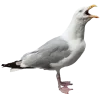 🤪 Эмодзи «Birds» для Telegram