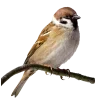 🤩 Эмодзи «Birds» для Telegram