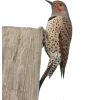 🐦 Эмодзи «Birds» для Telegram