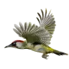 🐦 Эмодзи «Birds» для Telegram