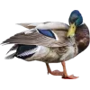 🤩 Эмодзи «Birds» для Telegram