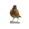 😉 Эмодзи «Birds» для Telegram