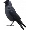 🤩 Эмодзи «Birds» для Telegram