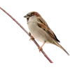 🐦 Эмодзи «Birds» для Telegram