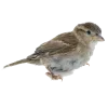 🐦 Эмодзи «Birds» для Telegram