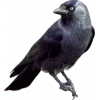 🤩 Эмодзи «Birds» для Telegram