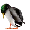 🧐 Эмодзи «Birds» для Telegram