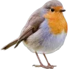 🤩 Эмодзи «Birds» для Telegram