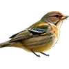 🤩 Эмодзи «Birds» для Telegram