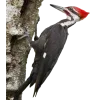 😣 Эмодзи «Birds» для Telegram