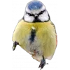 🤩 Эмодзи «Birds» для Telegram