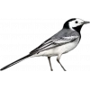 🤩 Эмодзи «Birds» для Telegram