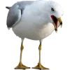 😛 Эмодзи «Birds» для Telegram